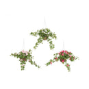 4 Living Collection Pelargonia amppeli (3 eri väriä)