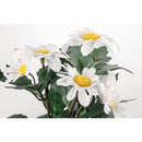 4 Living Collection Päivänkakkara ruukussa lajitelma